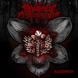 Blodørn