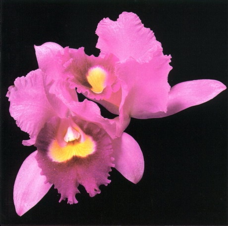 1995: Orchid