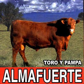 Toro y pampa